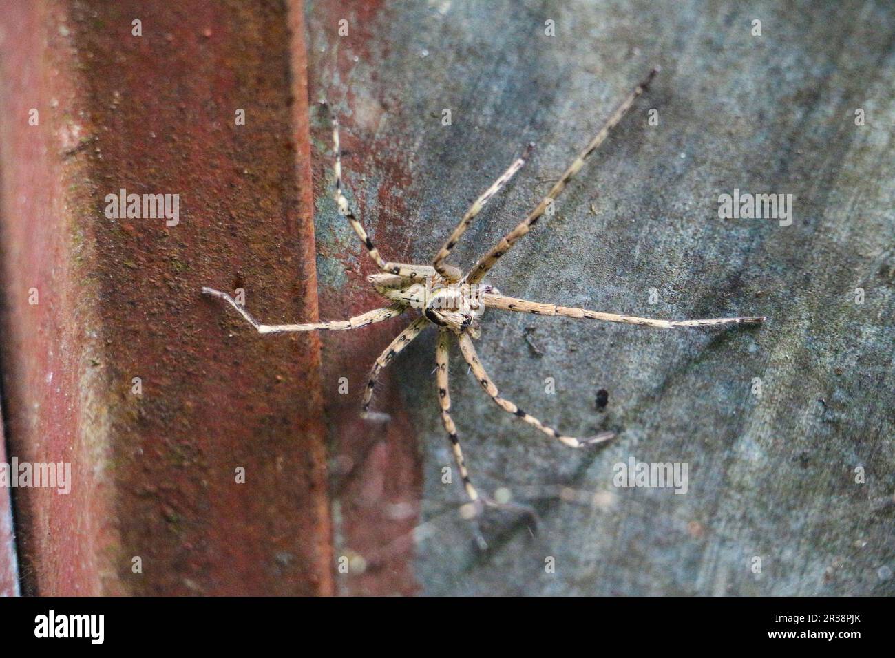 island spider Stock Photo