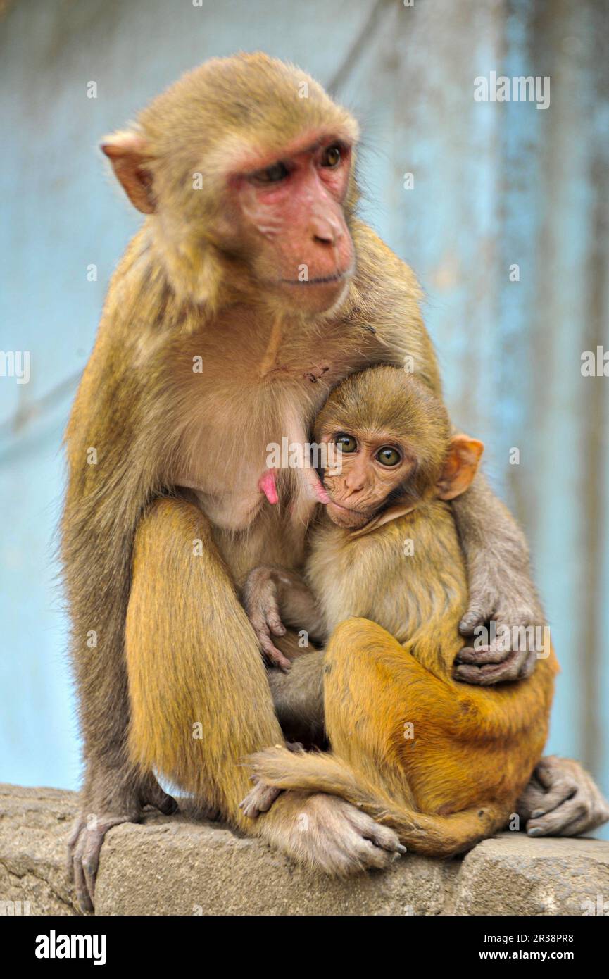 A Baby is sitting on the lap of mother monkeys who is sitting on the wall at the Shrine of Hazrat Chasni Pir (R) premises. They are always waiting for visitors who will bring some food. Most of the Monkeys are starving if adequate visitors do not come frequently. Hazrat Chashni Pir (R) was a geologist and he was the closest companion of Hazrat Shah Jalal (R). He had a pet monkey. When Hazrat Chashni Pir (R) died, monkeys started breeding and his tomb became famous for monkeys. Visitors who believe that if the monkeys accept their food offerings, their supplications become fulfilled. Sylhet-Ban Stock Photo