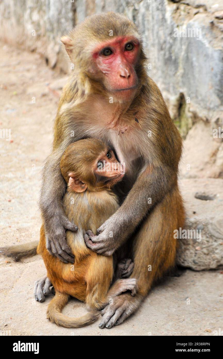 A Baby is sitting on the lap of mother monkeys who is sitting on the wall at the Shrine of Hazrat Chasni Pir (R) premises. They are always waiting for visitors who will bring some food. Most of the Monkeys are starving if adequate visitors do not come frequently. Hazrat Chashni Pir (R) was a geologist and he was the closest companion of Hazrat Shah Jalal (R). He had a pet monkey. When Hazrat Chashni Pir (R) died, monkeys started breeding and his tomb became famous for monkeys. Visitors who believe that if the monkeys accept their food offerings, their supplications become fulfilled. Sylhet-Ban Stock Photo