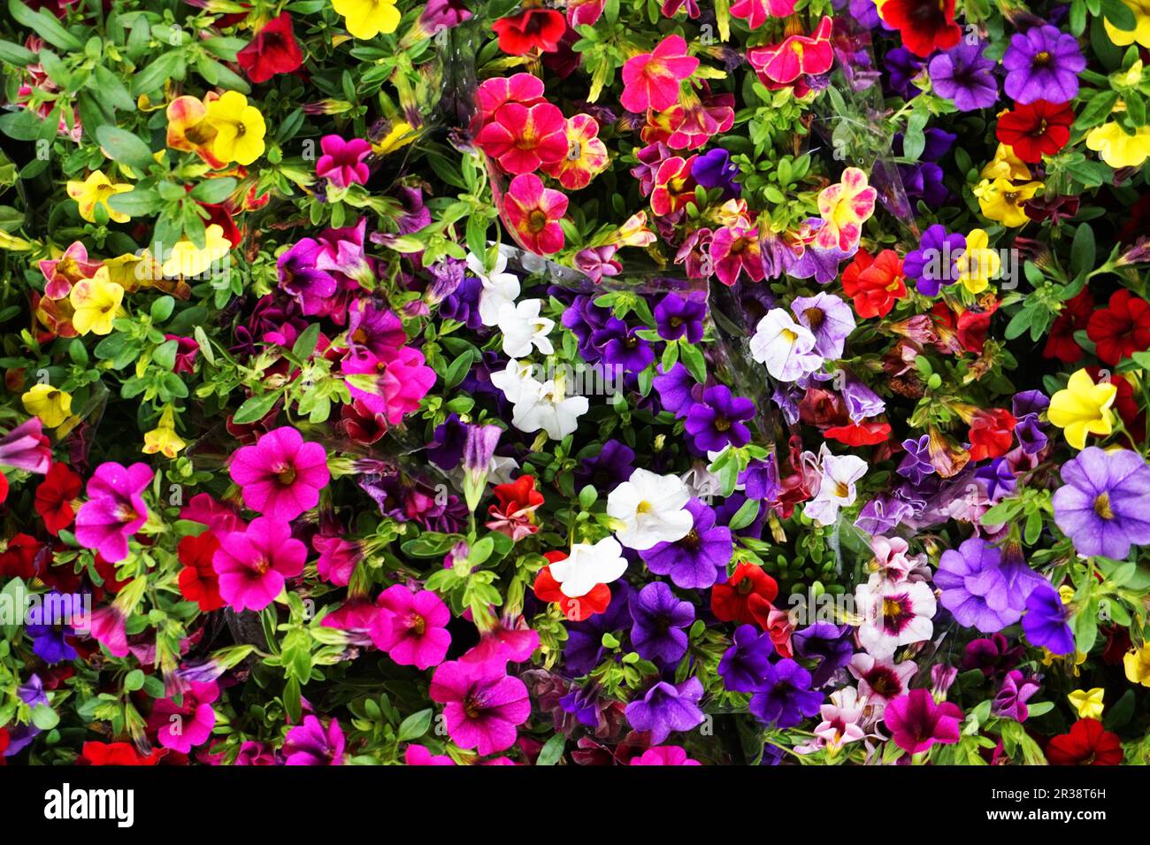 calibrachoa Million Bells as nice color flower background Stock Photo