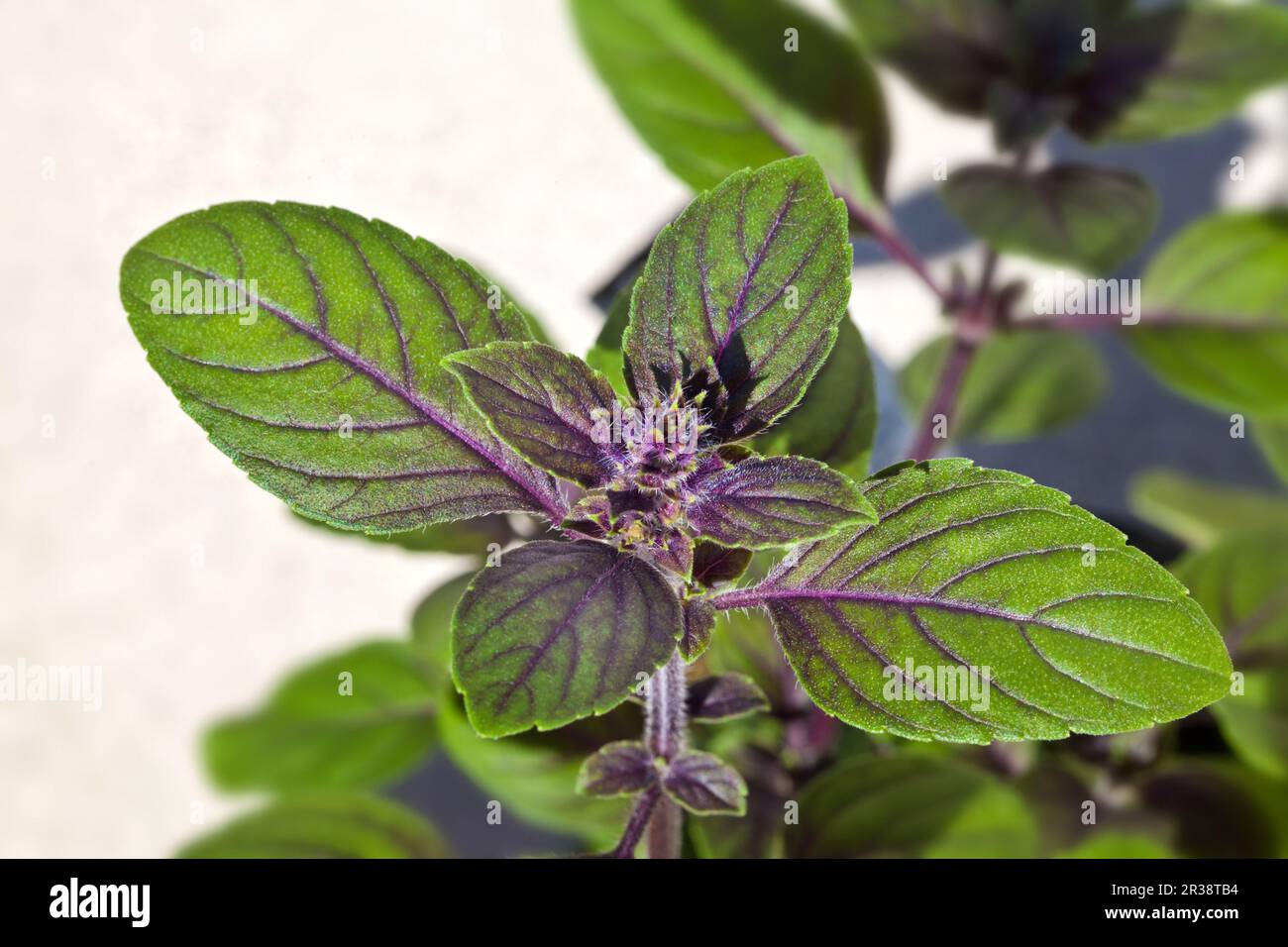 Basil African Blue, Ocimum kilimandscharicum Stock Photo Alamy