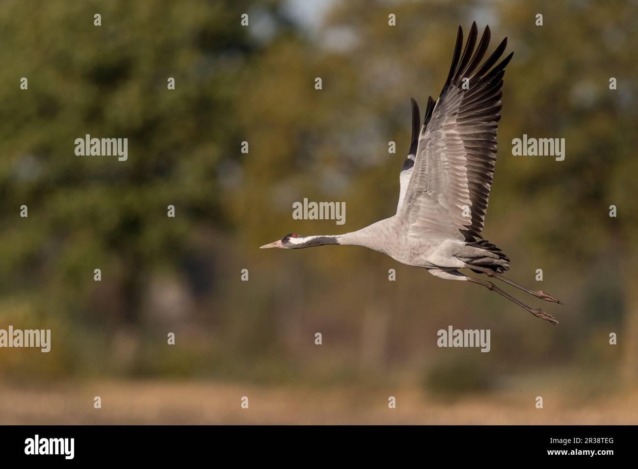 Gray crane in Diepholz moor Stock Photo - Alamy