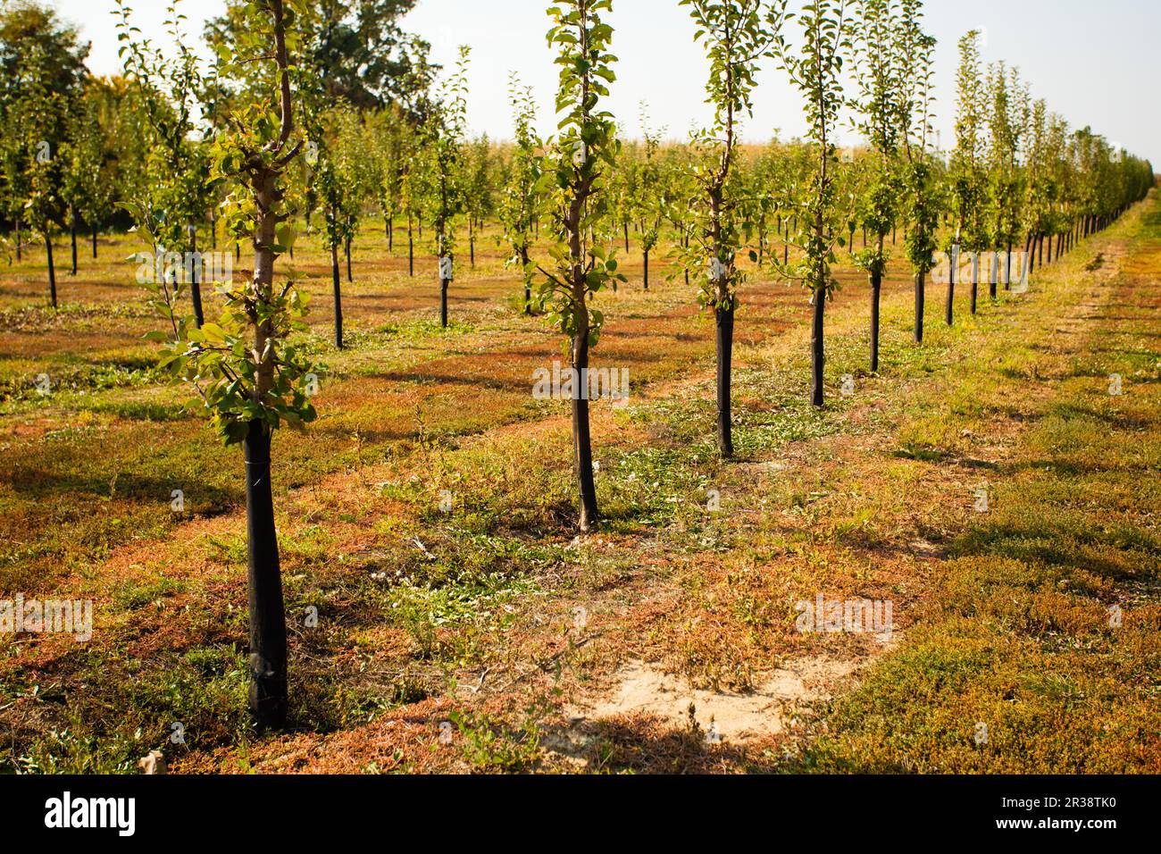 Numerous young apple trees growing at the countryside farm. Nursery