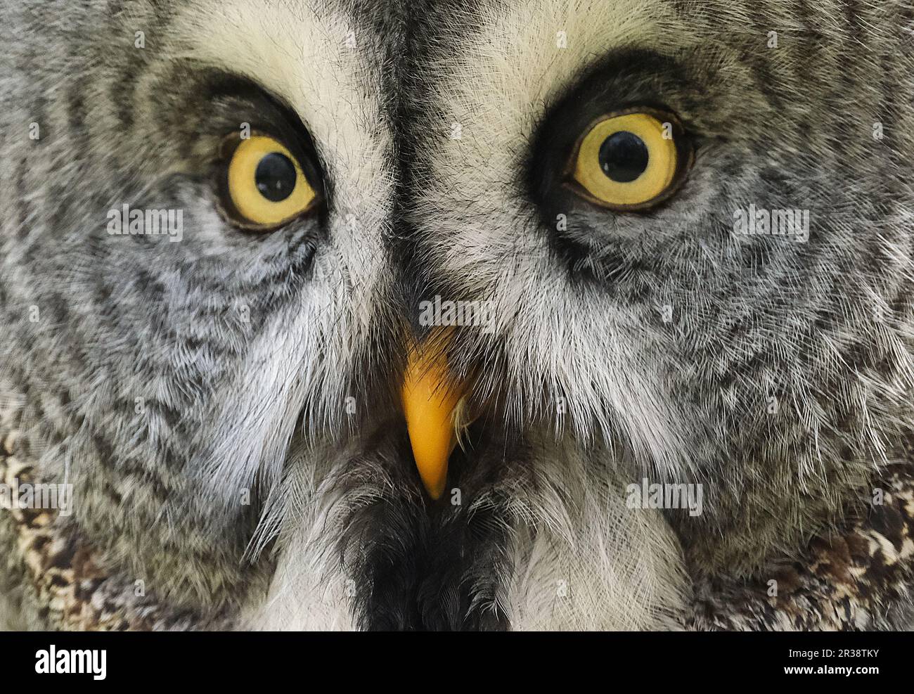 The great grey owl is a very large owl, documented as the world's largest species of owl by