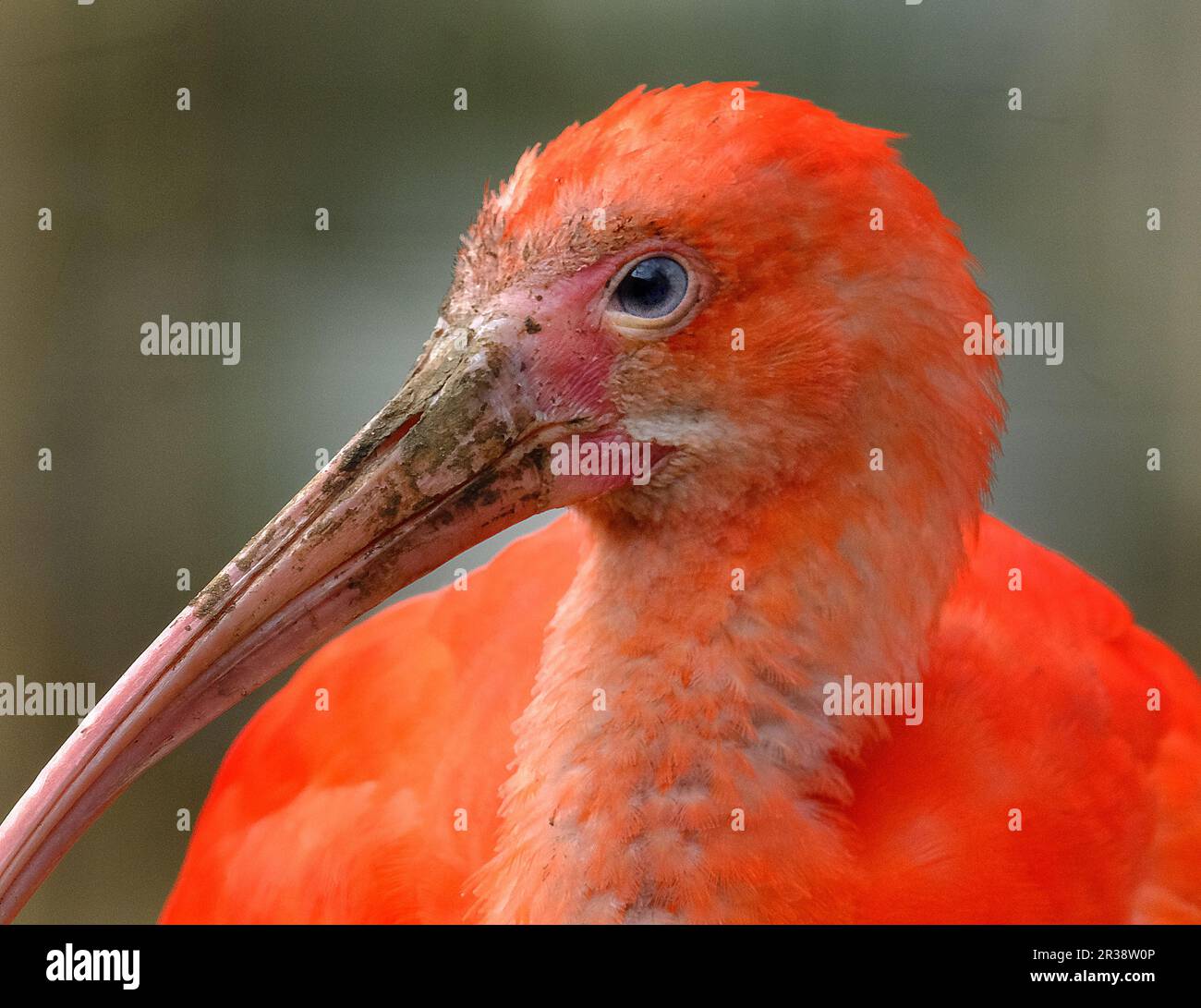 The scarlet ibis is a species of ibis in the bird family Threskiornithidae. It inhabits tropical South America and part of the Caribbean Stock Photo
