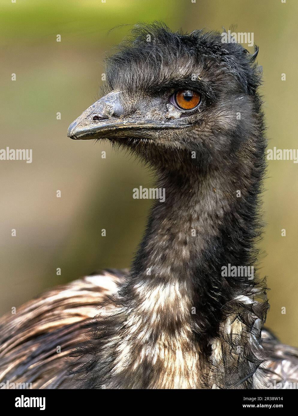 The emu is the second-tallest living bird after its ratite relative the ostrich. It is endemic to Australia where it is the largest native bird Stock Photo