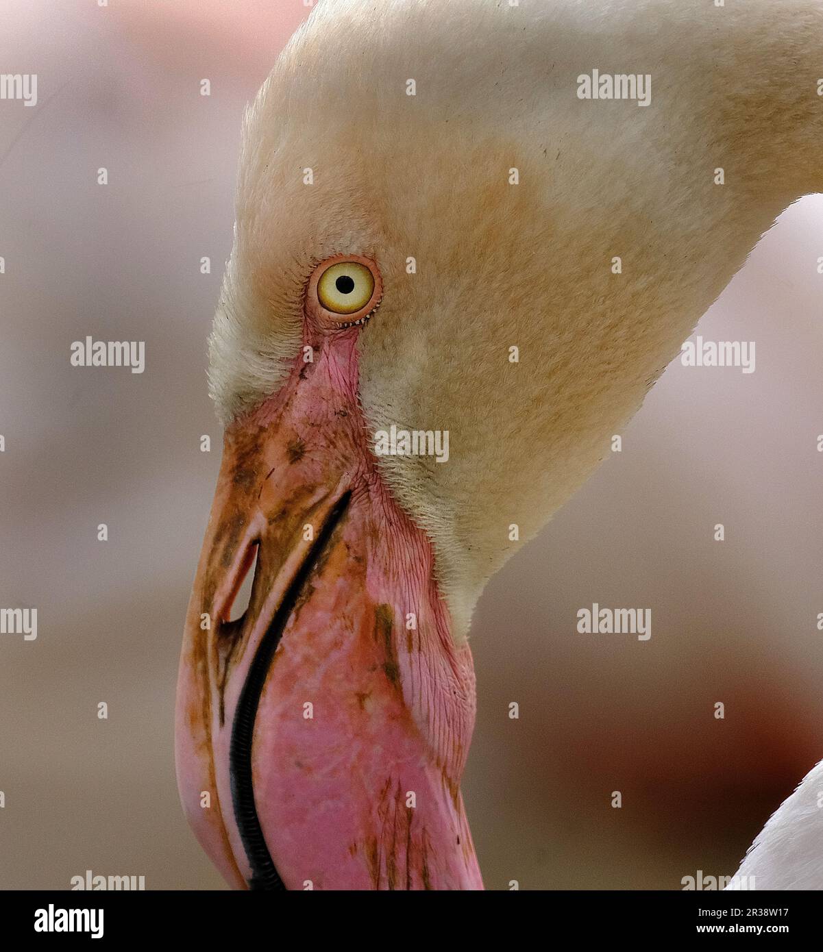 The pink or reddish color of flamingos comes from carotenoids in their