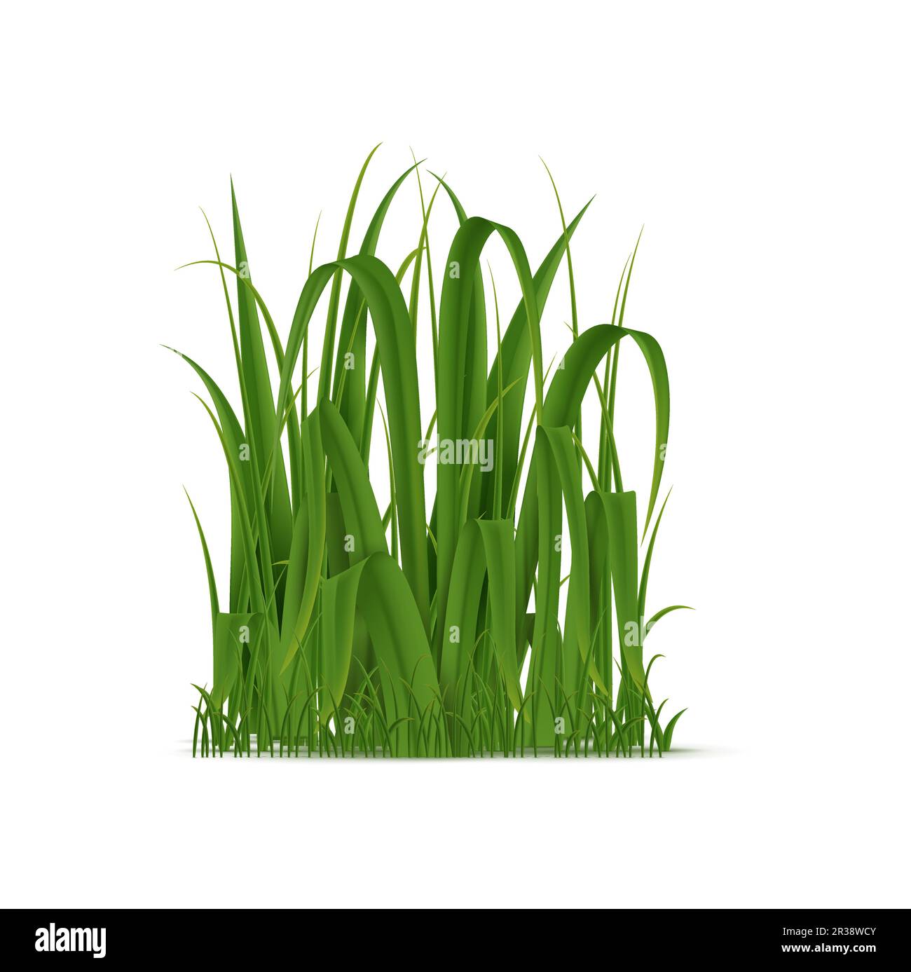 Realistic cluster of green grass, isolated 3d vector natural fresh