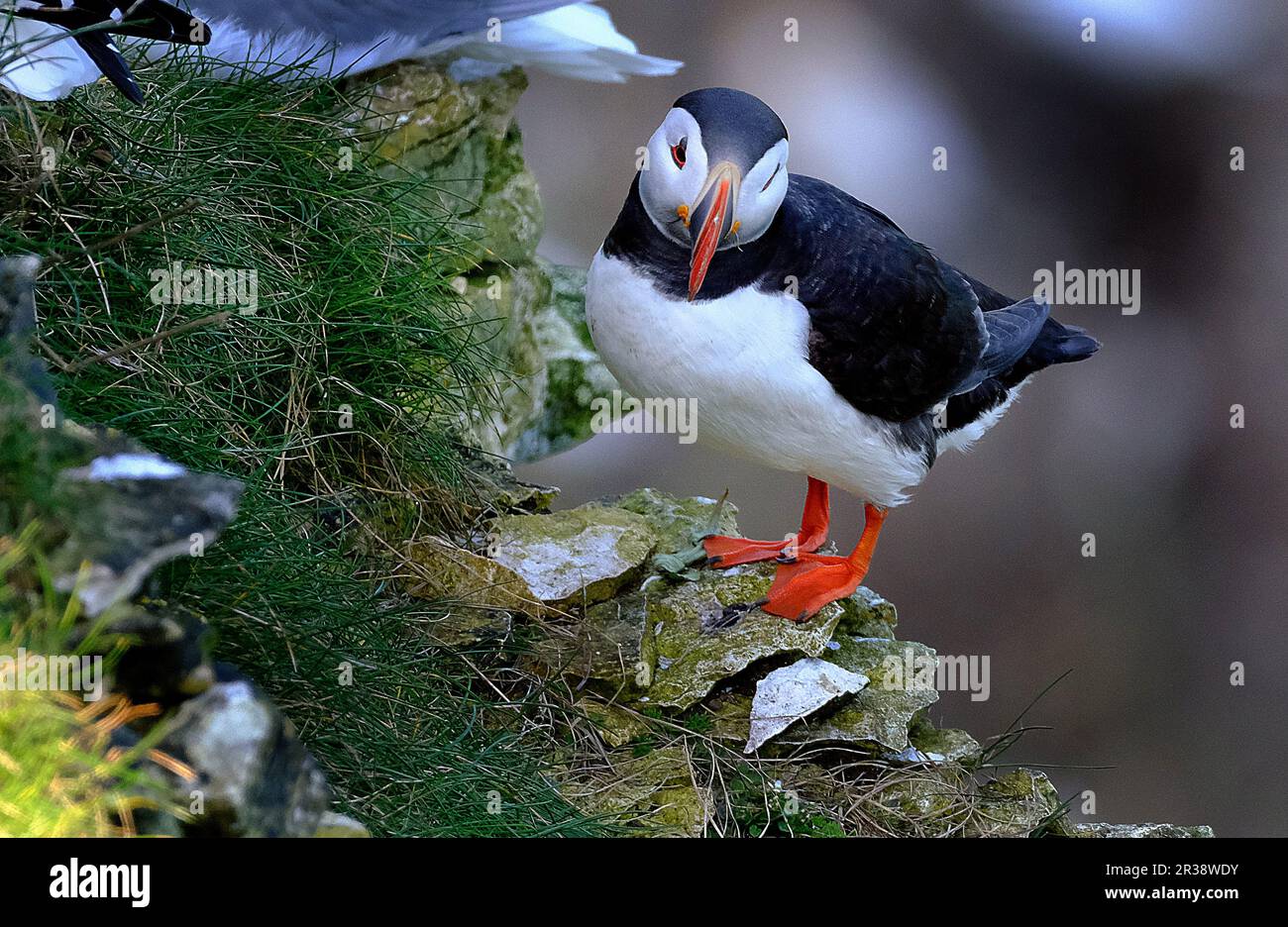 Puffins are any of three species of small alcids in the bird genus Fratercula. These are pelagic seabirds that feed primarily by diving in the water Stock Photo