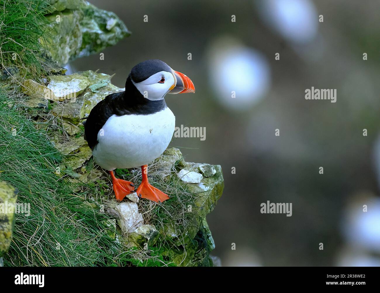 Puffins are any of three species of small alcids in the bird genus Fratercula. These are pelagic seabirds that feed primarily by diving in the water Stock Photo