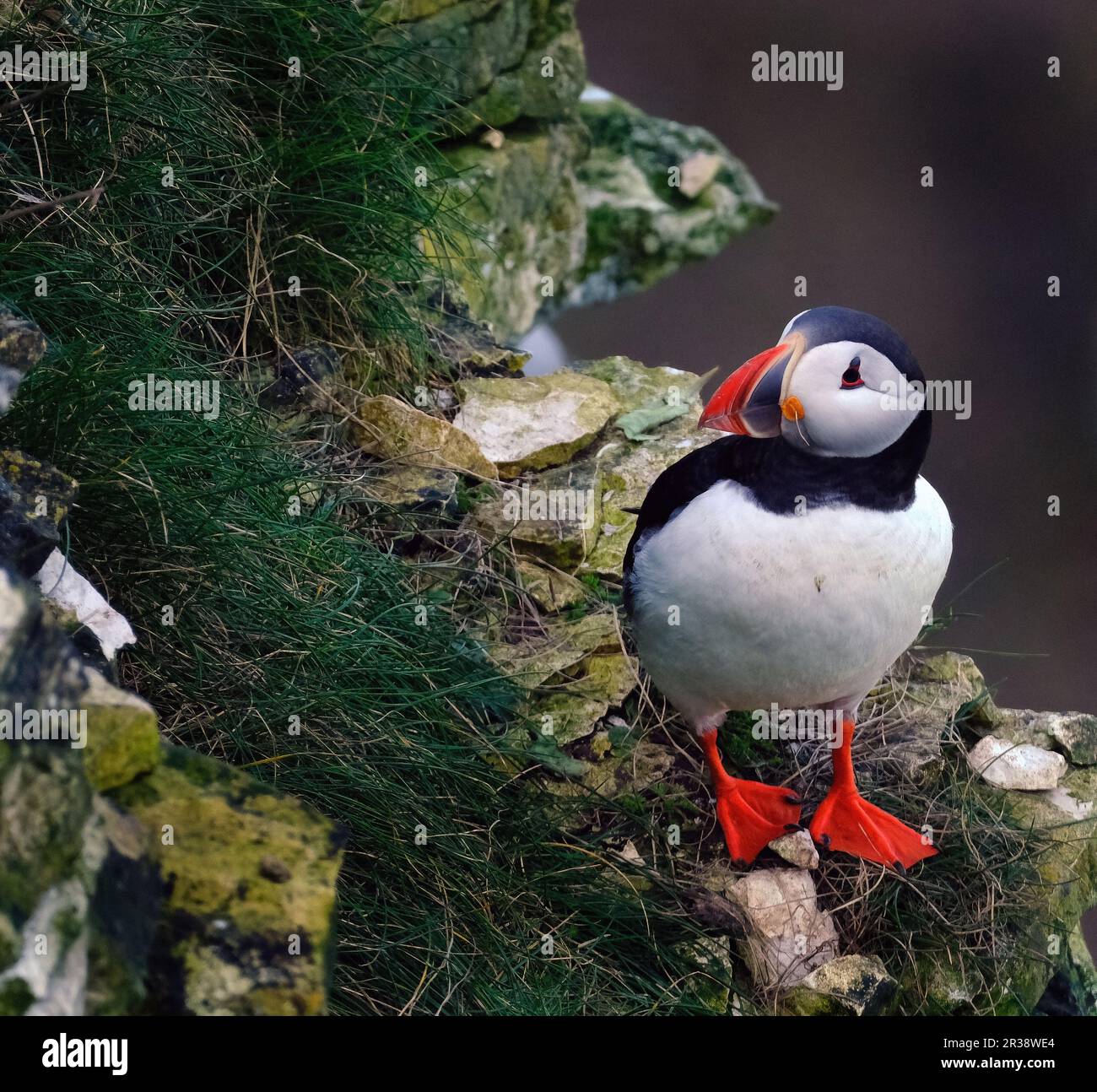 Puffins are any of three species of small alcids in the bird genus Fratercula. These are pelagic seabirds that feed primarily by diving in the water Stock Photo