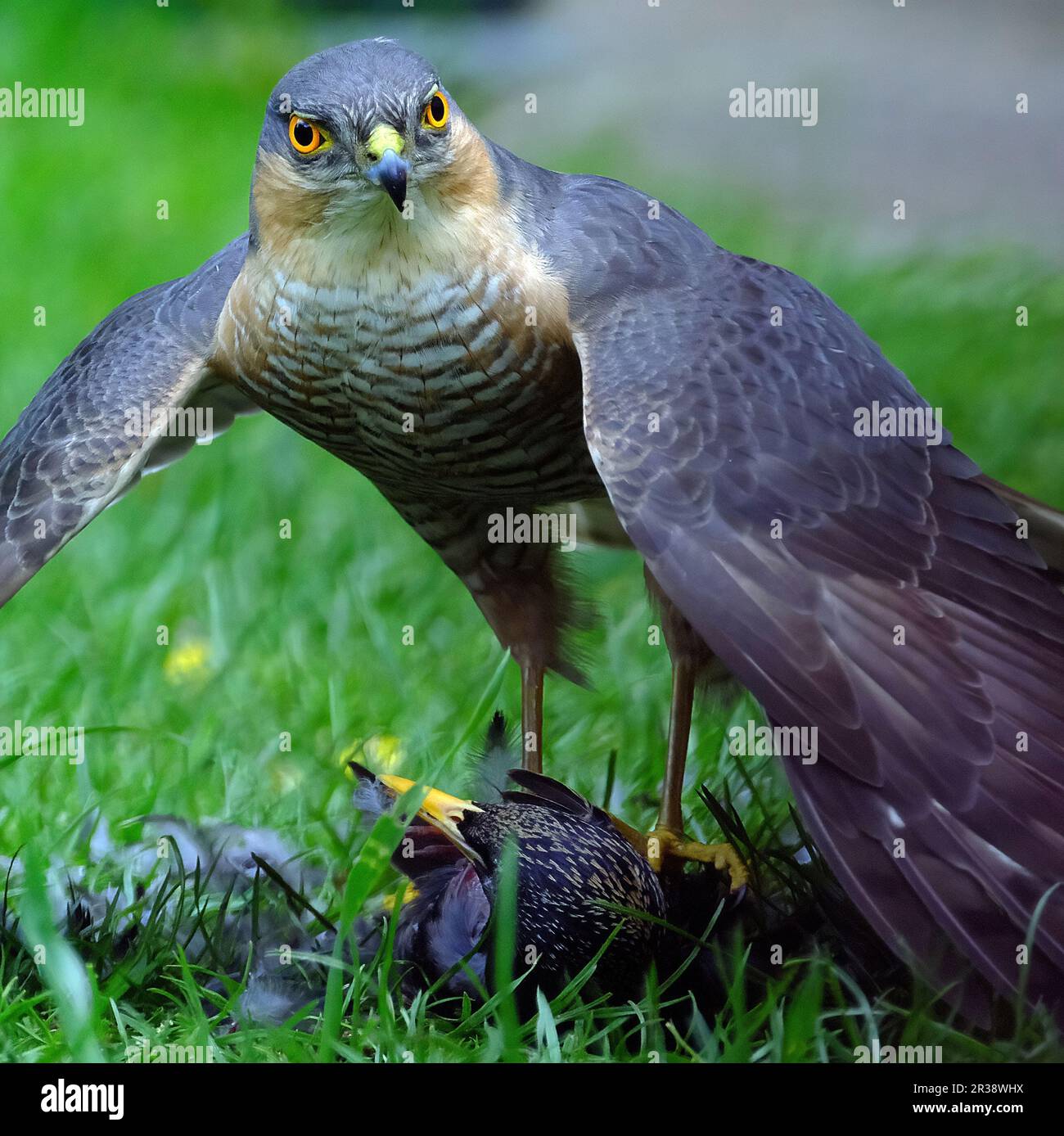 The Eurasian sparrowhawk, also known as the northern sparrowhawk or