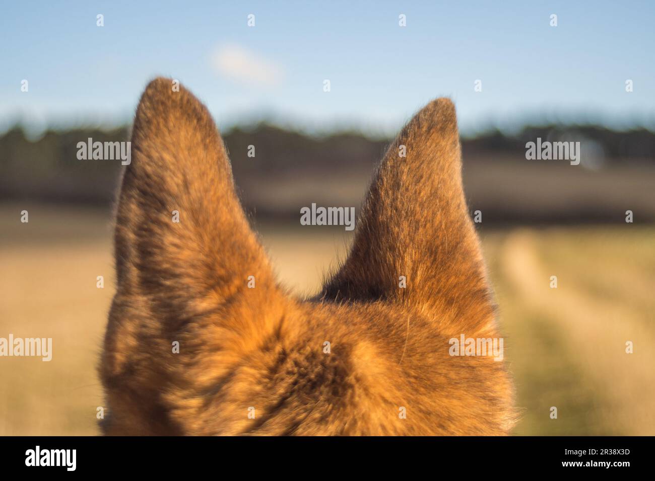 German shepherd ears Stock Photo