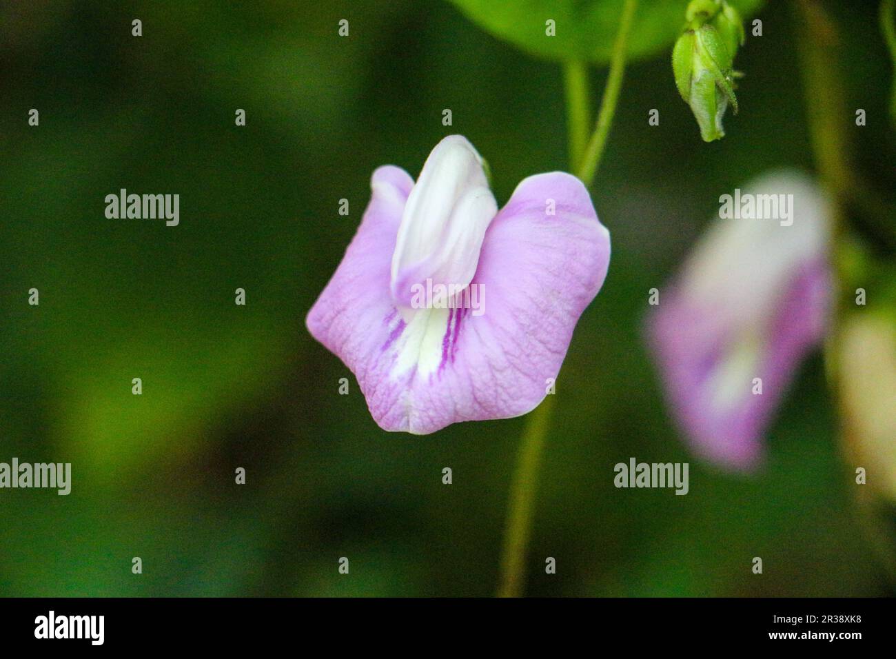 Flowers Stock Photo