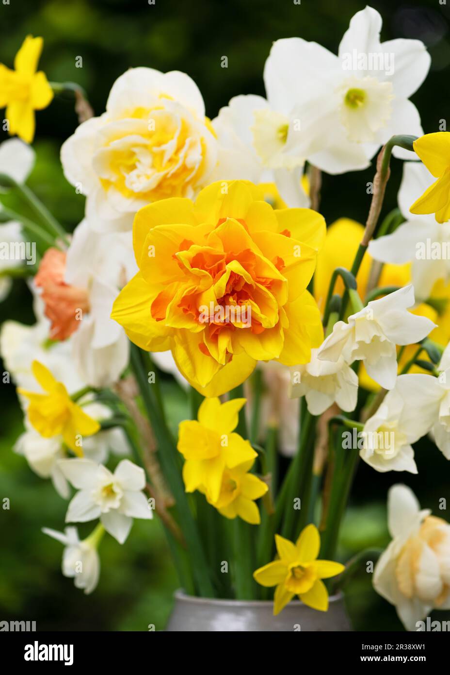 Beautiful different sorts of daffodils white, yellow, double flowers  in stone mug in the garden. Yellow, orange filled Narzissen. Selective focus. Stock Photo