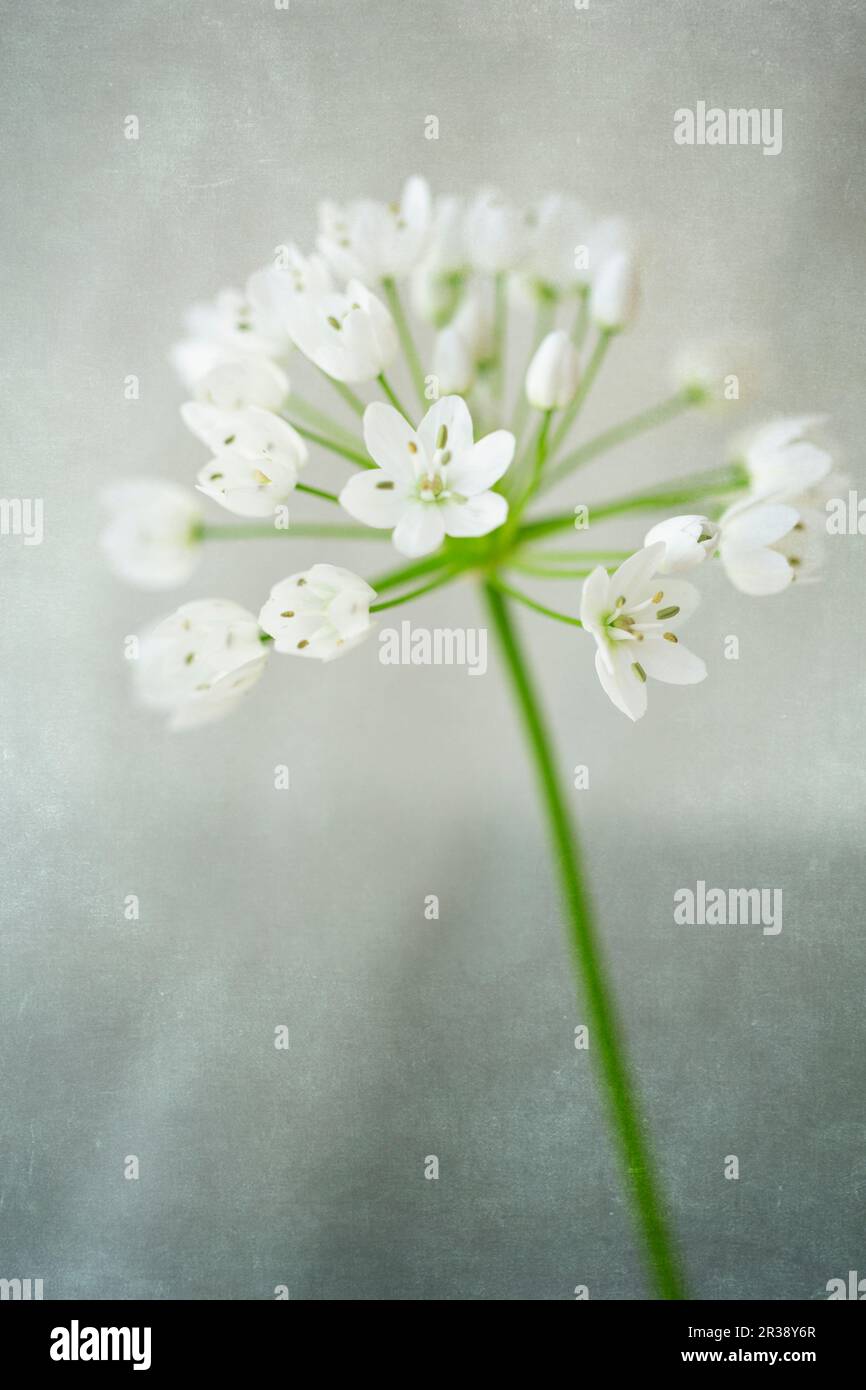 Naples leek (Allium cowanii) with superimposed texture Stock Photo
