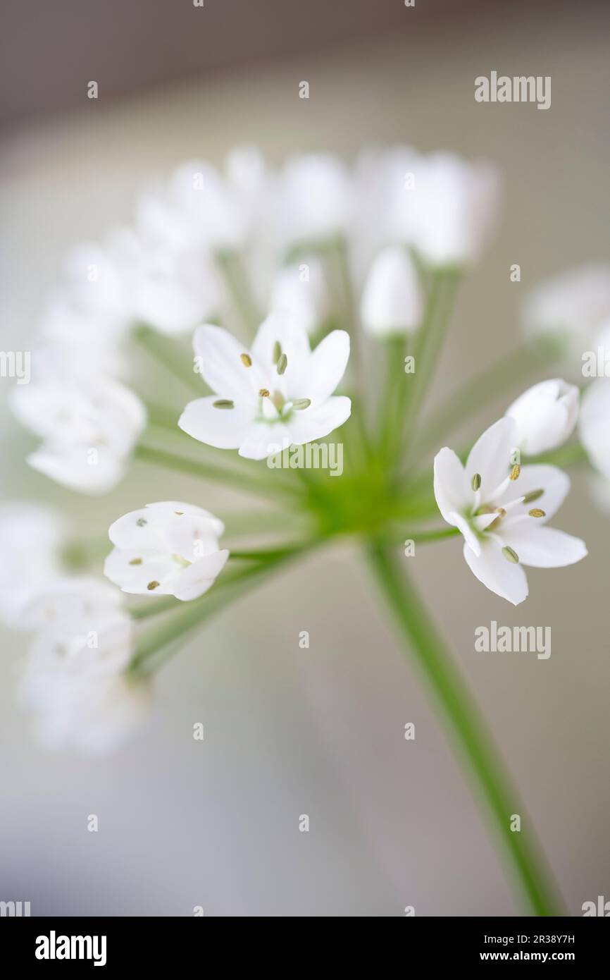 Naples leek (Allium cowanii), close-up view Stock Photo