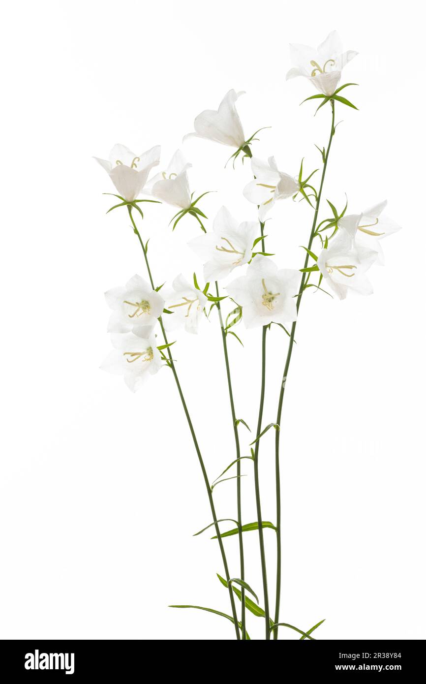 White bellflower (Campanula) on a white background Stock Photo