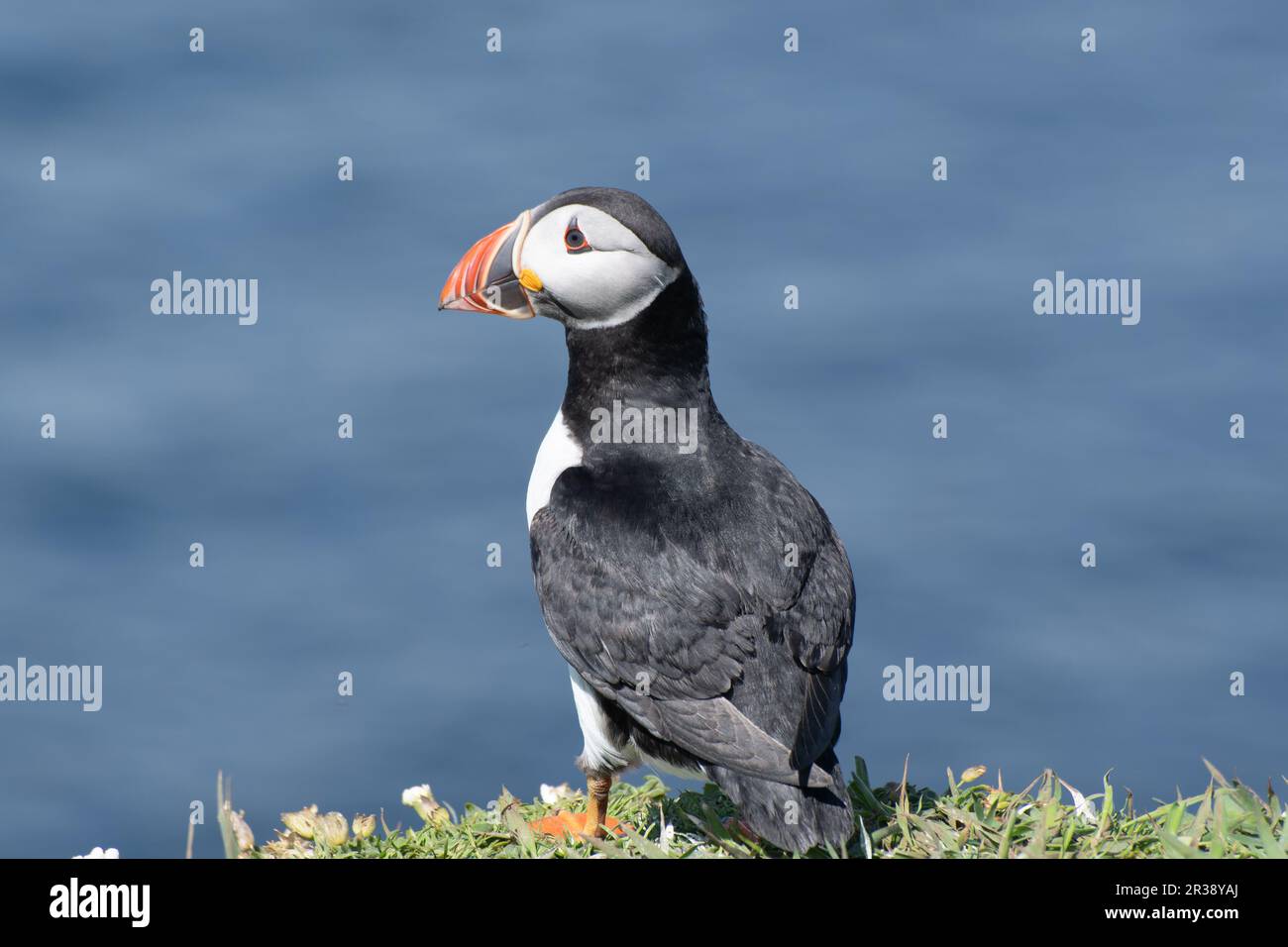Puffin looking over cliff stock photo alamy