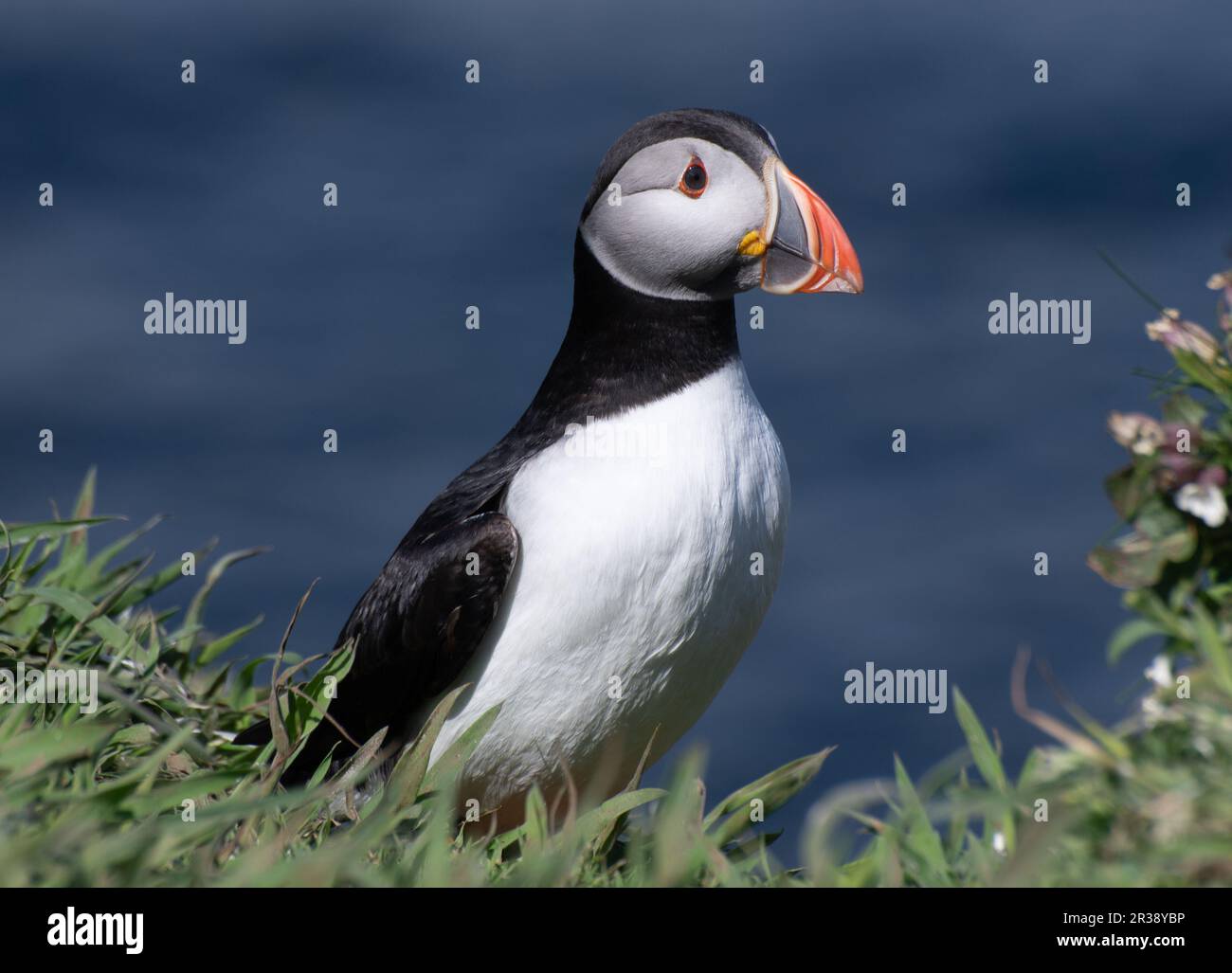 Cooped Up? Photos Of This Puffin Island Will Make You Feel Free