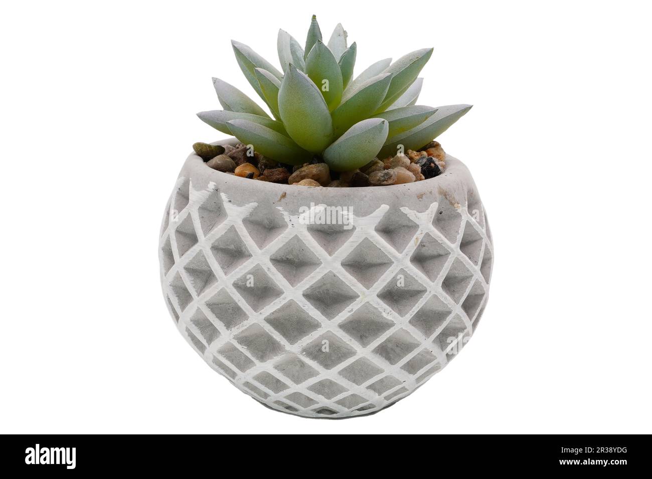 Cactus in a pot isolated on white background Stock Photo - Alamy