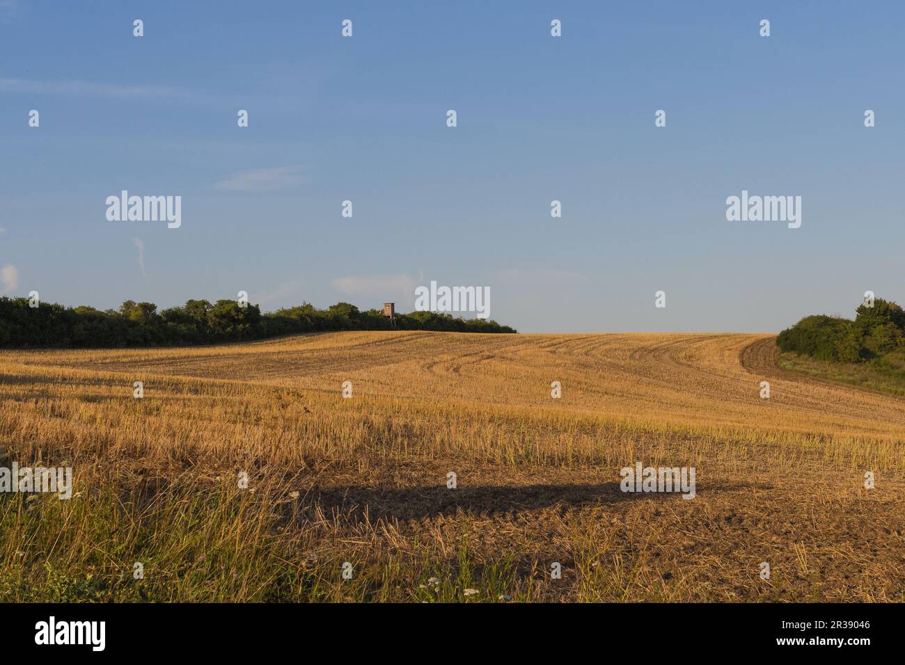 Wheat field shortly after harvest Stock Photo - Alamy
