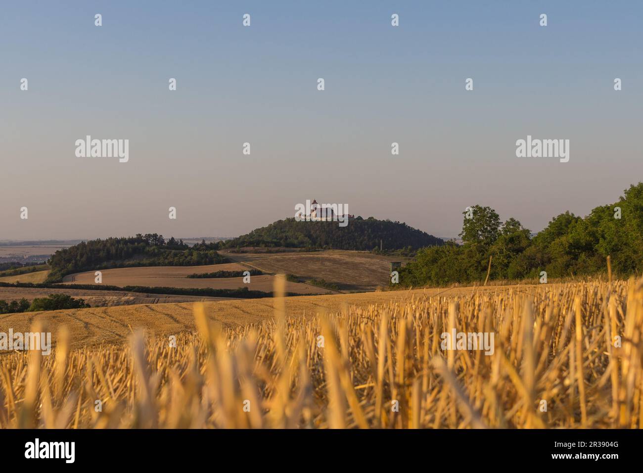 Wheat field just before the harvest Stock Photo - Alamy