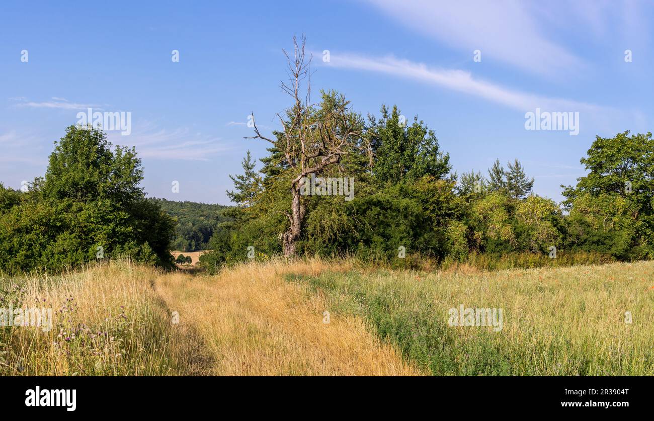 Summer landscape field meadows hi-res stock photography and images - Alamy