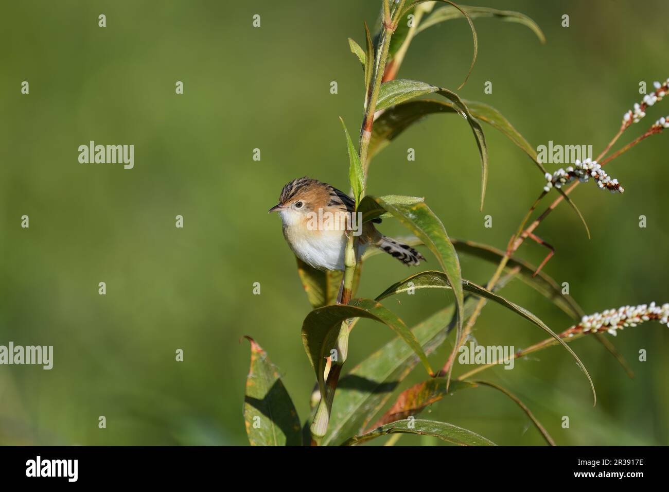 An Australian nonbreeding, adult male Goldenheaded Cisticola