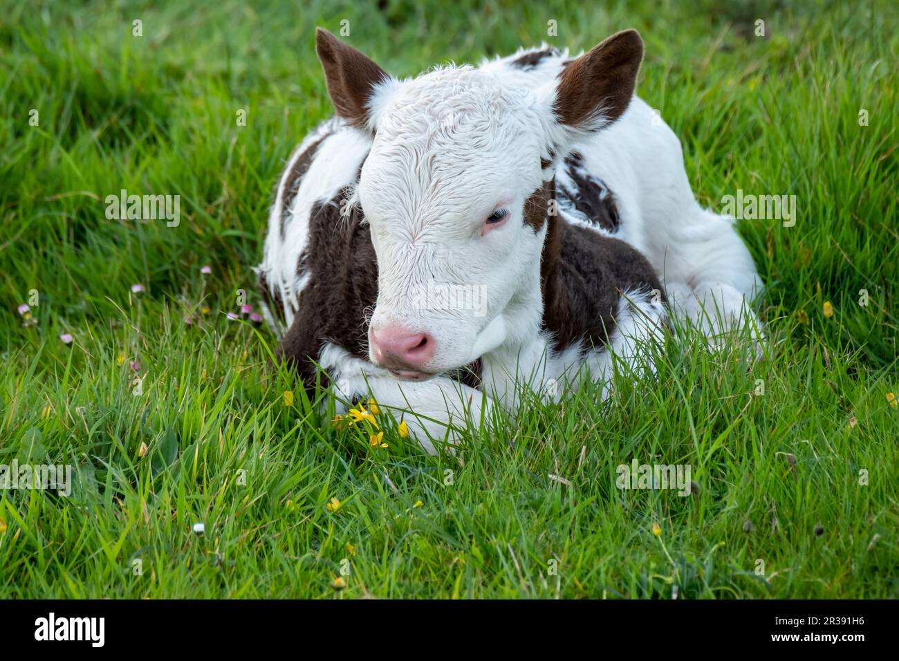 A young baby cow resting on a meadow in Ireland. Stock Photo