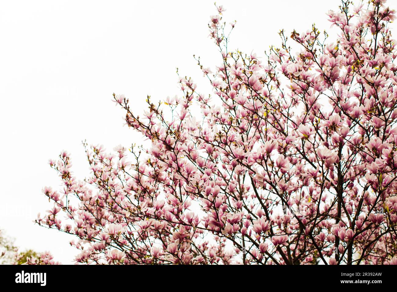 Flowering Magnolia liliflora in the city park Stock Photo