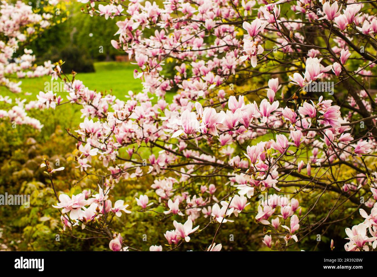 Flowering Magnolia liliflora in the city park Stock Photo