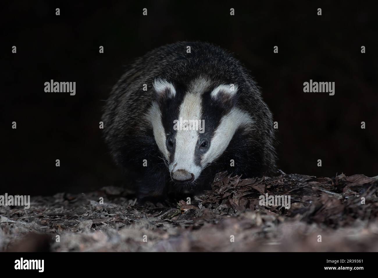 Taken from ground level, the image shows a badger close head on as it forages among the leaves at night. It has a dark plain background ideal for text Stock Photo
