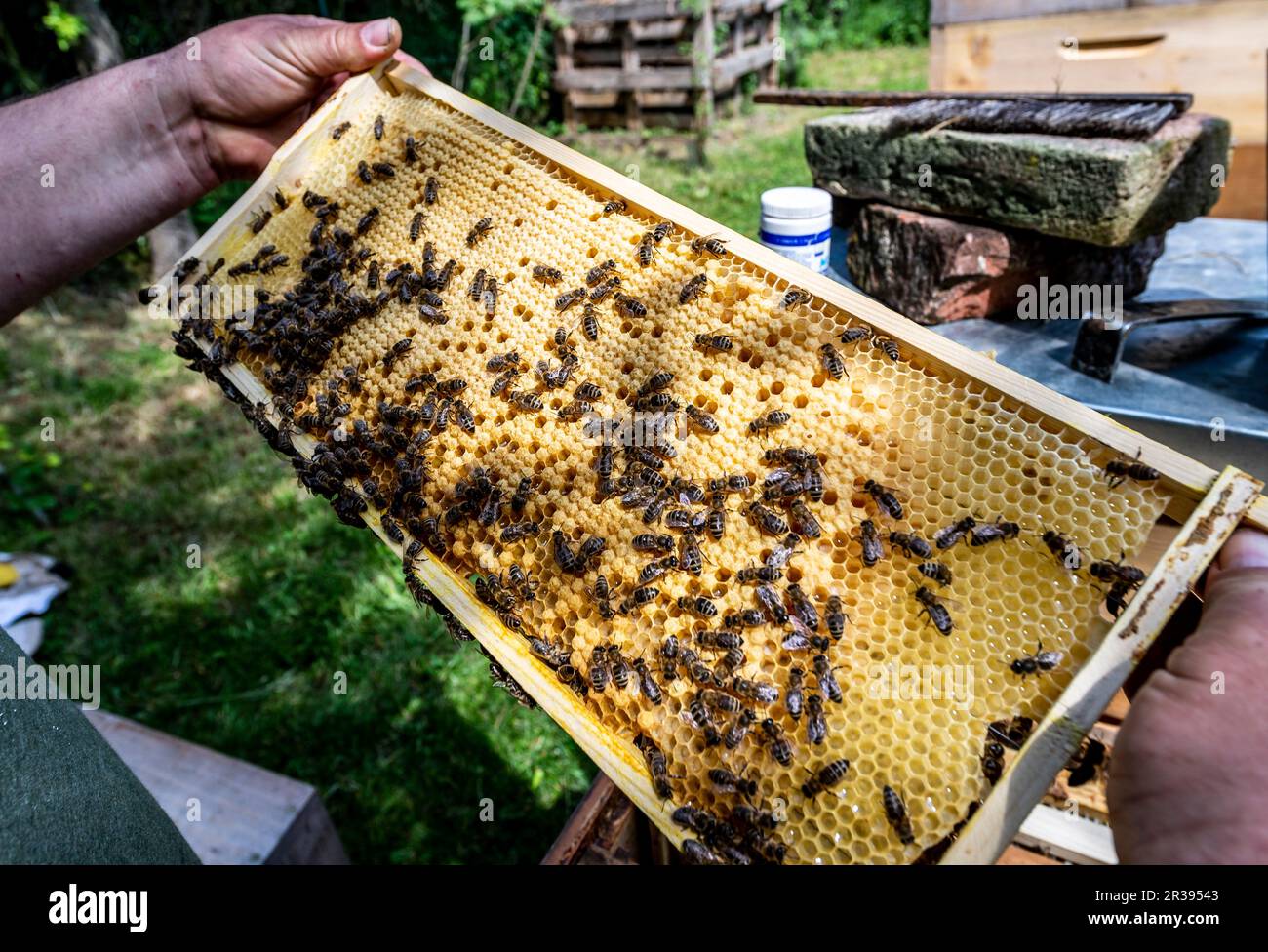 Trebivlice, Czech Republic. 22nd May, 2023. Beekeeper Ales Pelikan inspects bee hives in Trebivlice, Litomerice region, Czech Republic, May 22, 2023. The beekeeper estimates that there will be less spring honey year-on-year due to cooler weather. He expects a slight increase in price due to higher costs. Credit: Ondrej Hajek/CTK Photo/Alamy Live News Stock Photo