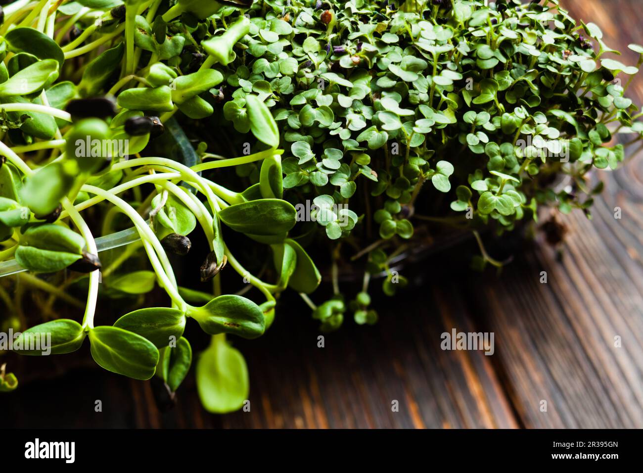 Micro greens variety in boxes on wooden table close up Stock Photo