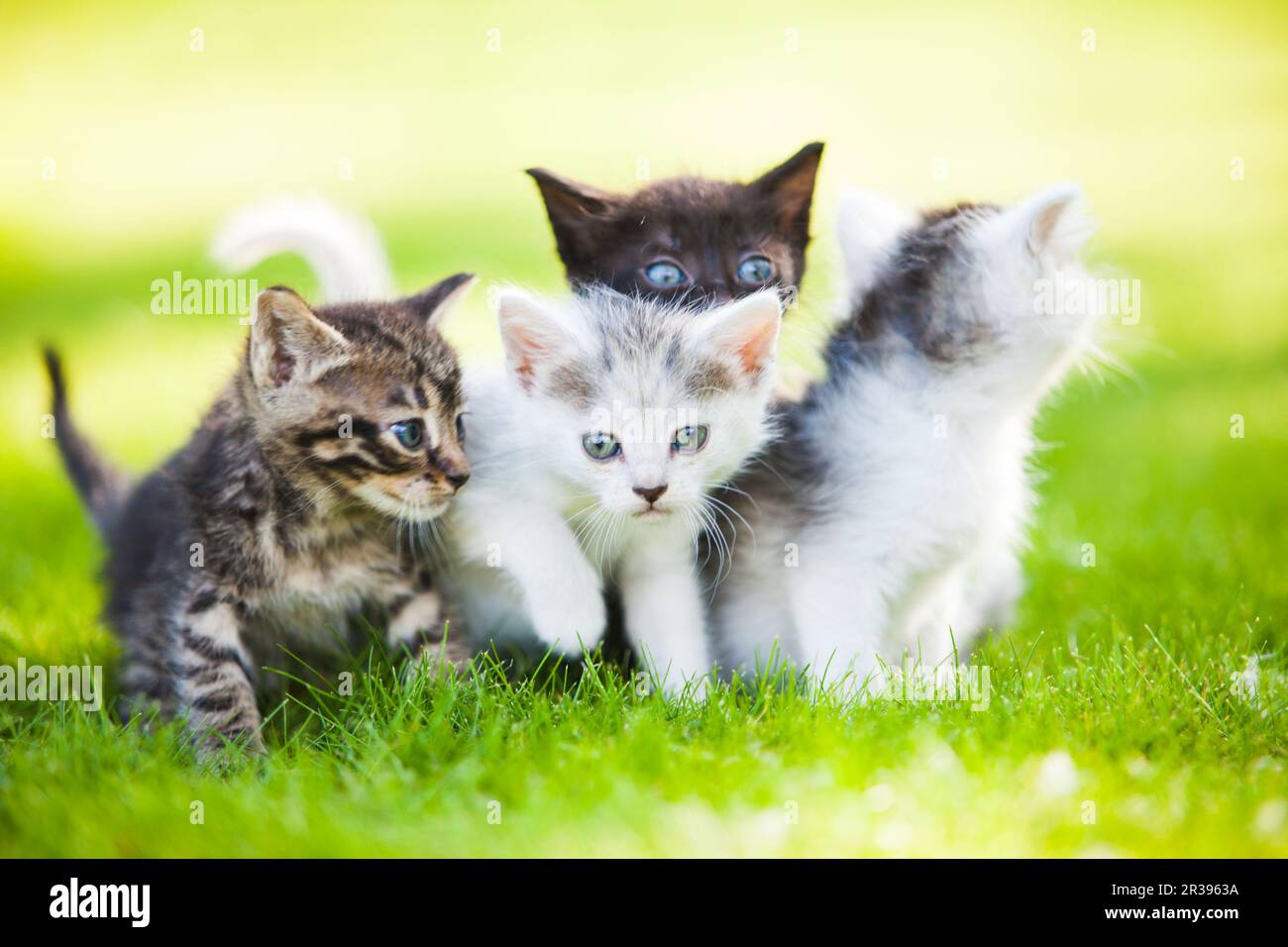 Group of little kittens in the grass Stock Photo - Alamy