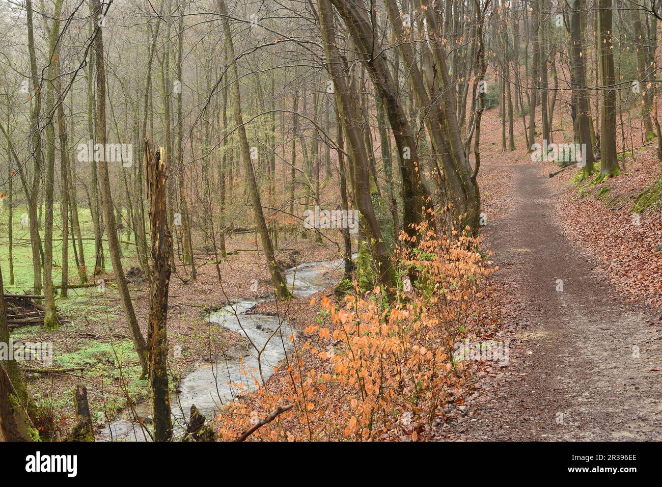 Forest path and stream on a misty morning during early spring. Bergisches Land, North Rhine - Westphalia, Germany. Stock Photo