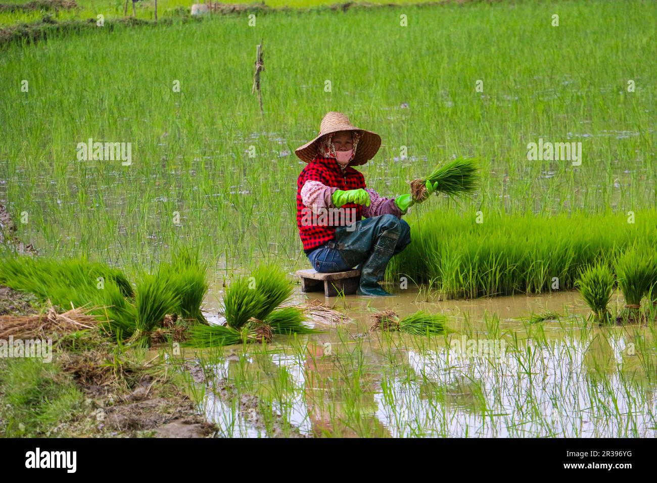 China agriculture pollution hi-res stock photography and images - Alamy