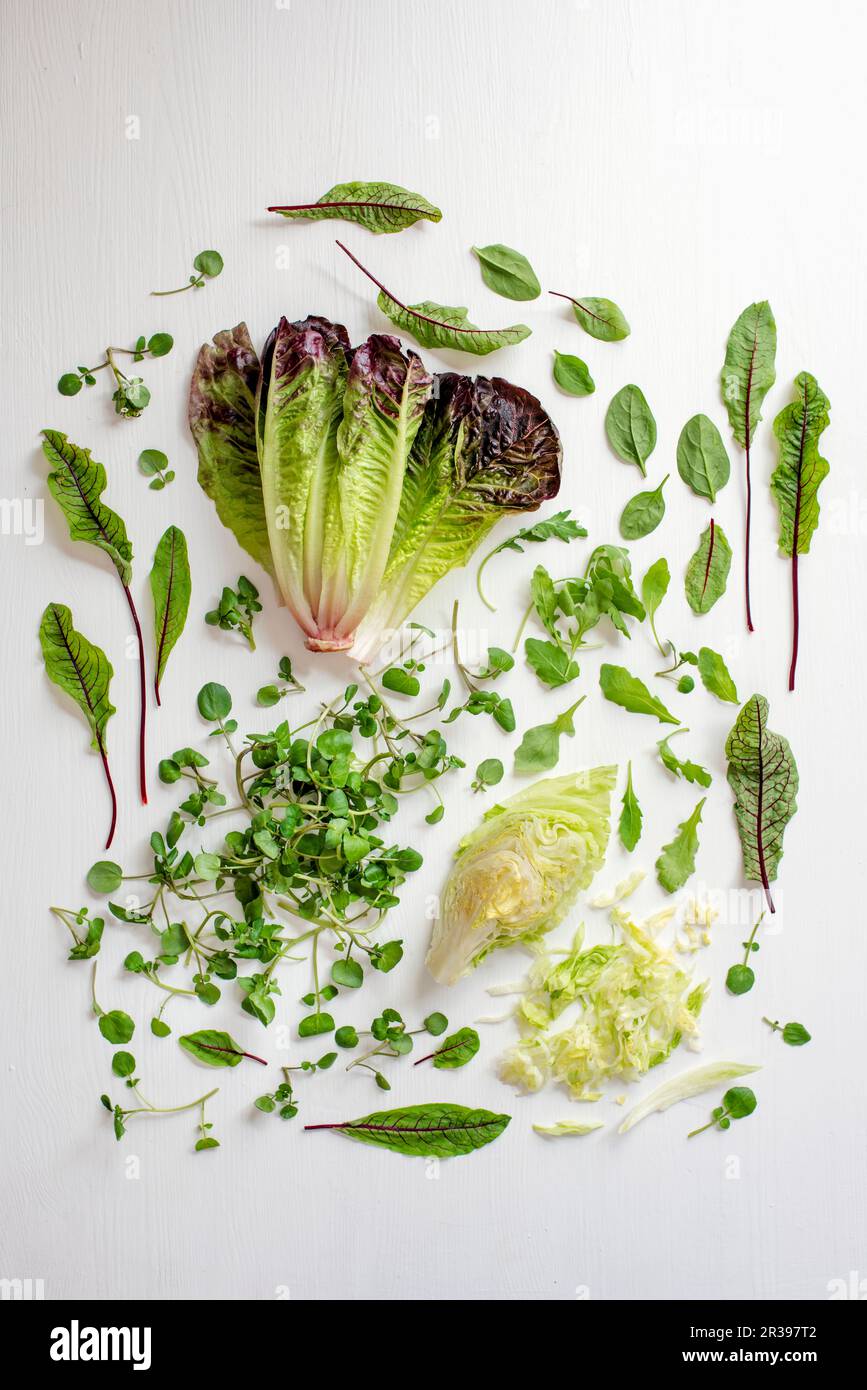Various lettuce leaves and herbs on a white surface Stock Photo