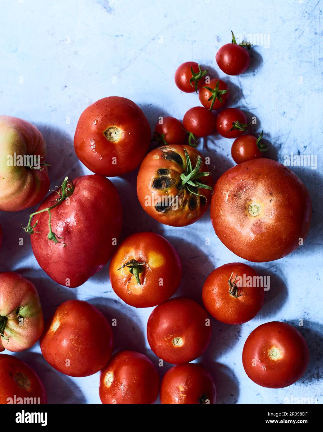 Various freshly harvested tomatoes (seen from above) Stock Photo