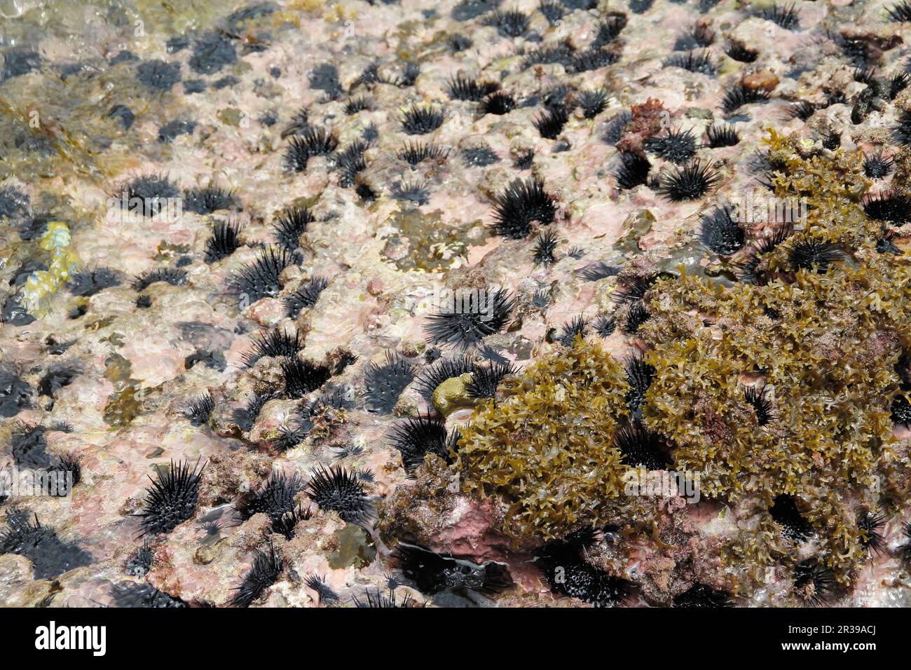 Sea urchins in water Stock Photo - Alamy