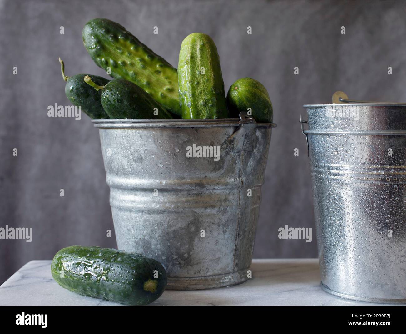 Freshly Washed Kirby Cucumbers Piled in a Galvanized Bucket Stock Photo