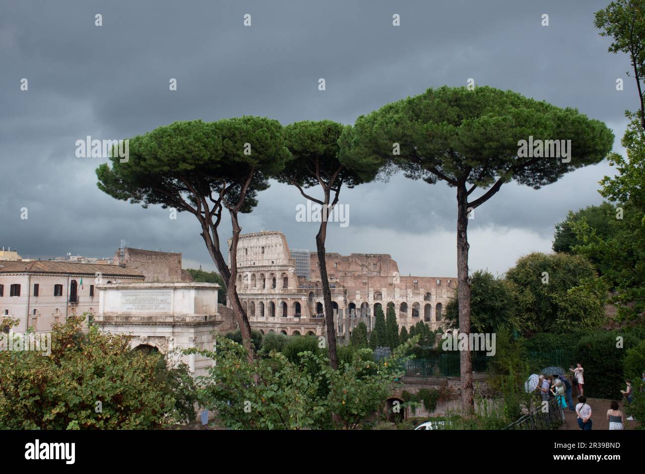 Colosseum viewed through umbrella pine trees from the forum Stock Photo
