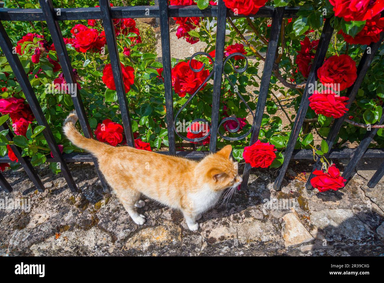 Tabby and white cat in a garden. Stock Photo