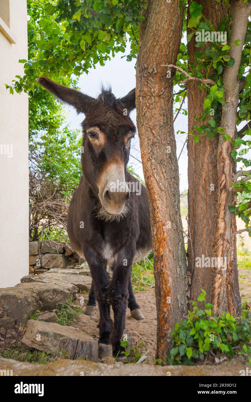 Donkey. Stock Photo