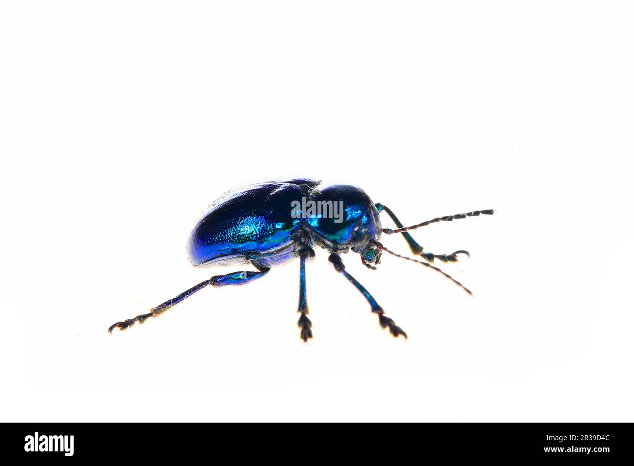 Leaf beetles on a white background, close-up pictures Stock Photo