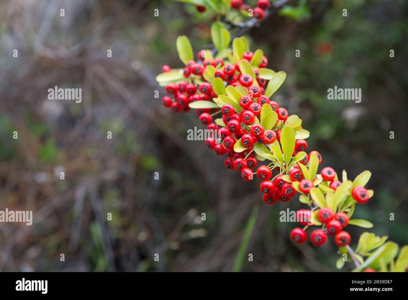 Berries of firethorn (Pyracantha) Stock Photo
