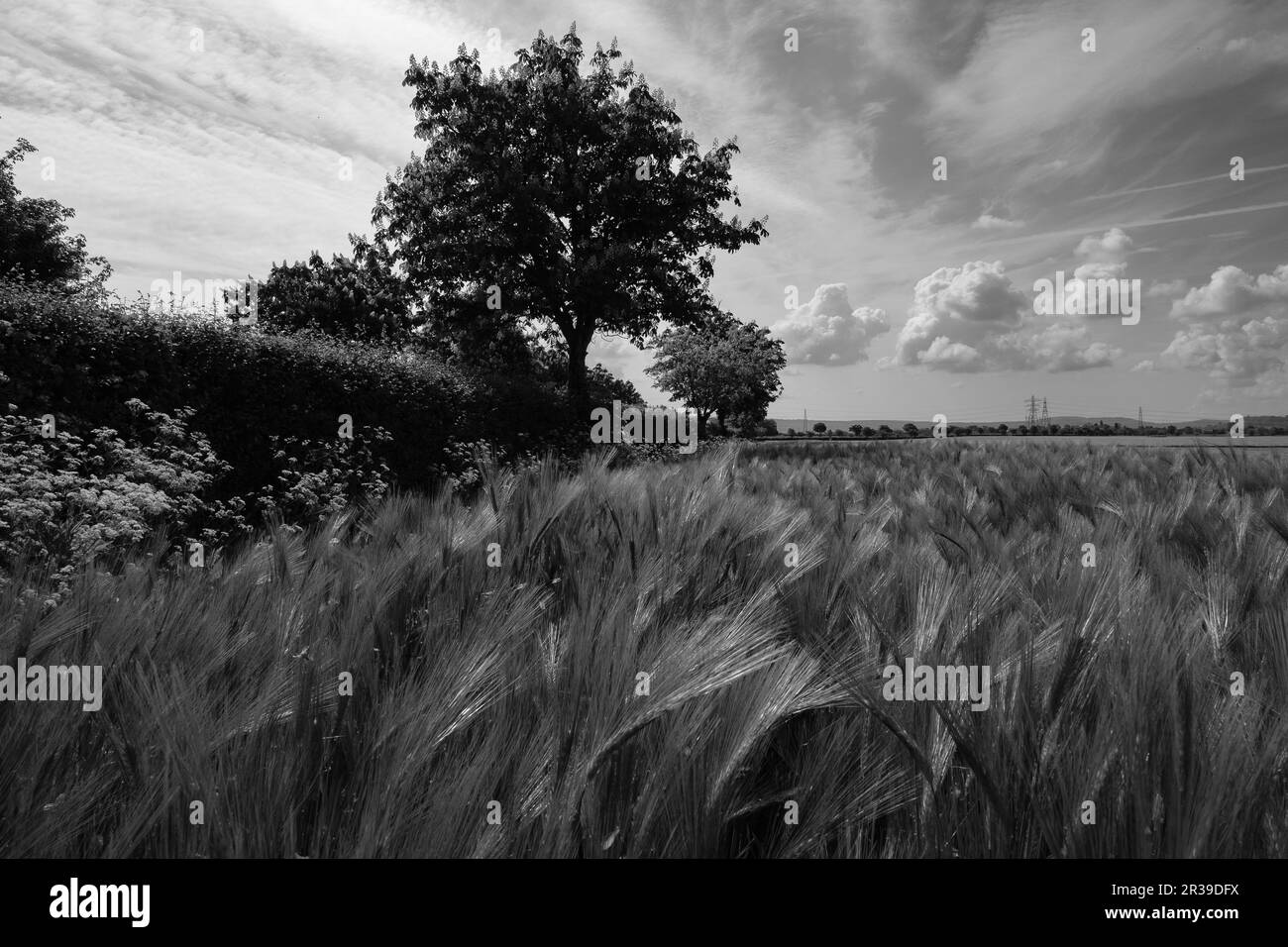 A field of wheat near the village of Boddington, Gloucestershire Stock