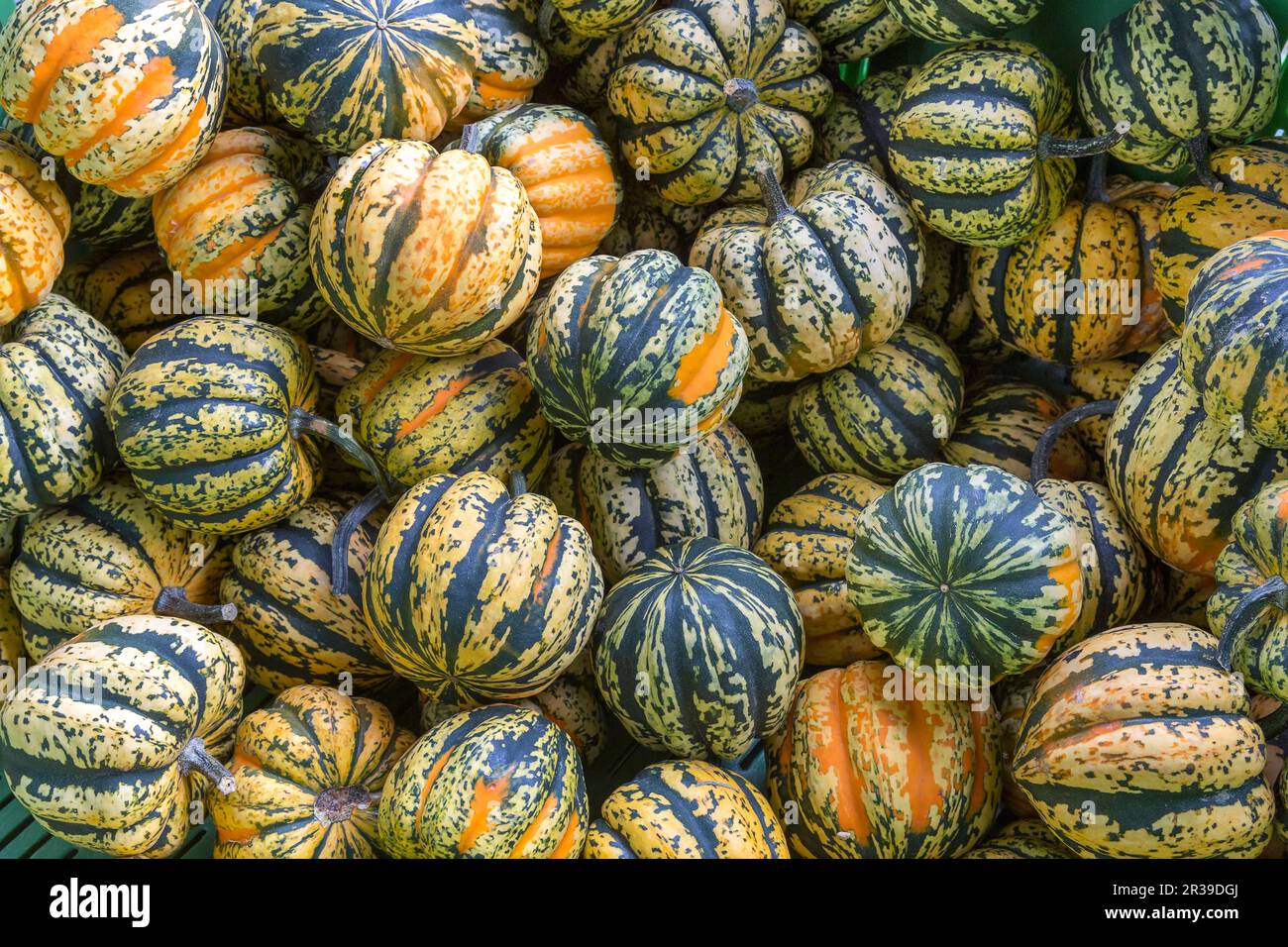 Several chameleon pumpkins in autumn Stock Photo