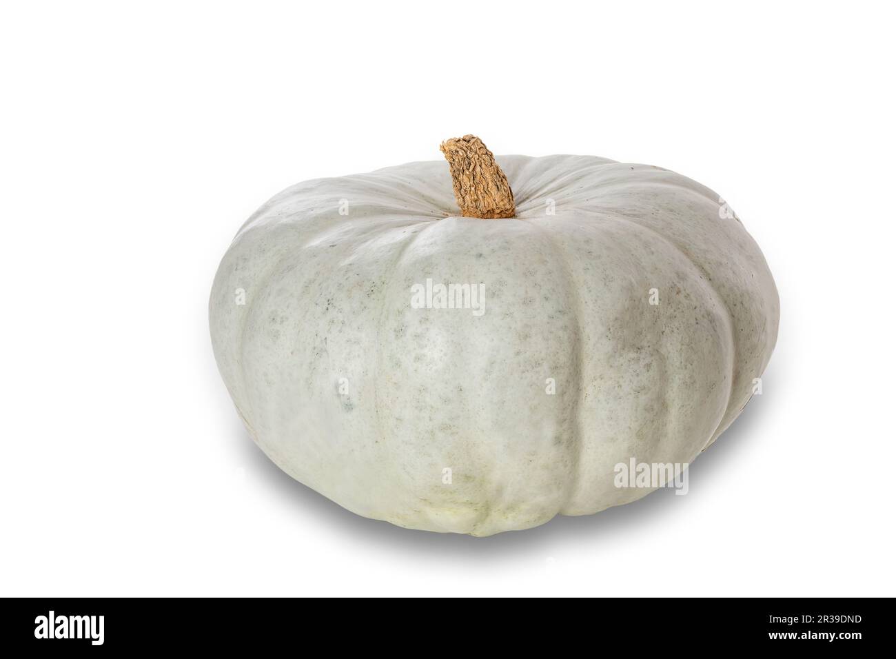Crown Prince variety pumpkin on white background Stock Photo
